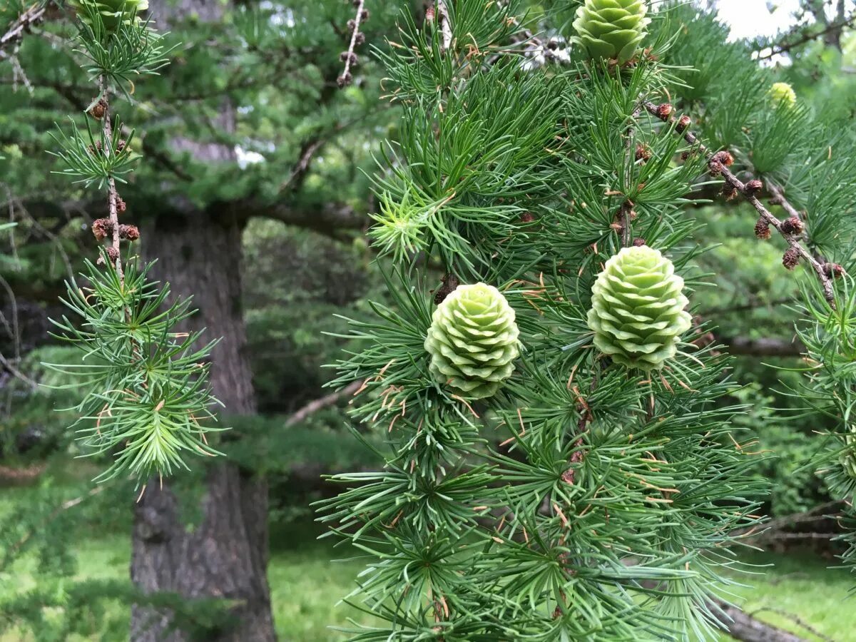 Лиственница комарова. Лиственница Сибирская Larix sibirica. Лиственница Сибирская и Даурская. Лиственница принца Рупрехта. Лиственница Даурская дерево.