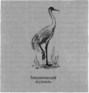 Журавль 5 букв