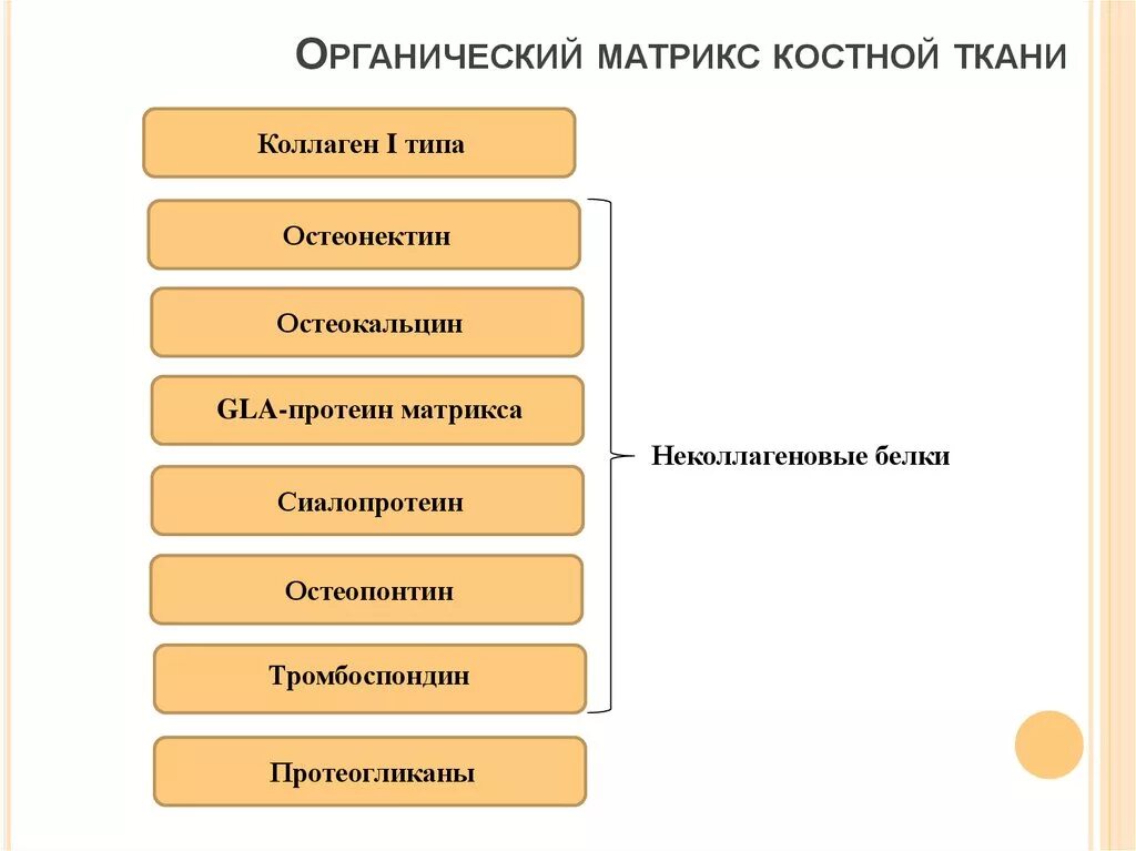 Белок оссеин. Белки кости, их роль в минерализации. Органические компоненты костной ткани. Основной белок костной ткани. Костная ткань белки.