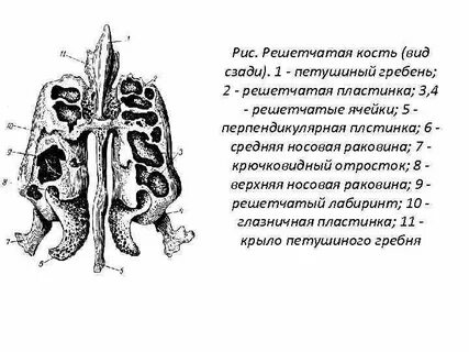 Решетчатая пластинка