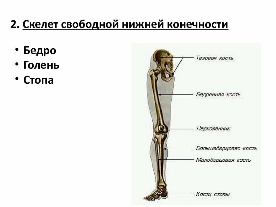 Бедренная отдел скелета. Скелет свободной нижней конечности человека анатомия. Отделы скелета свободной нижней конечности. Строение скелета нижней конечности (отделы и кости). Скелет свободной нижней конечности бедренная кость строение.