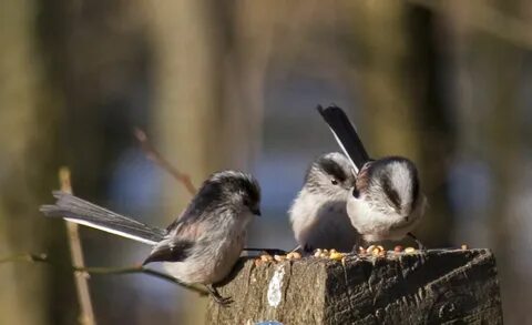 Friend bird