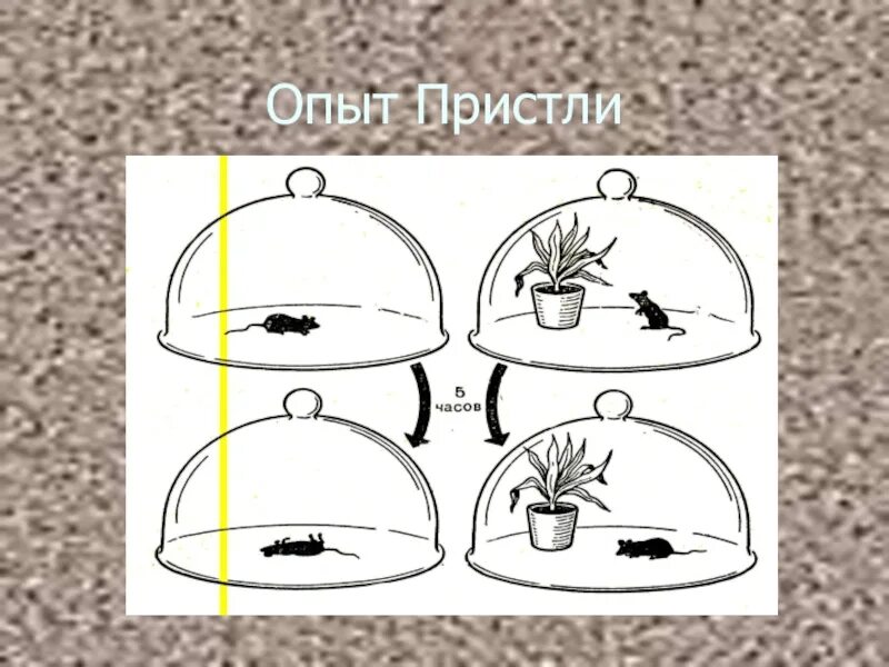 Опыт фотосинтез вода. Опыты Пристли по фотосинтезу. Опыт Джозефа Пристли. Опыт Джозефа Пристли фотосинтез.