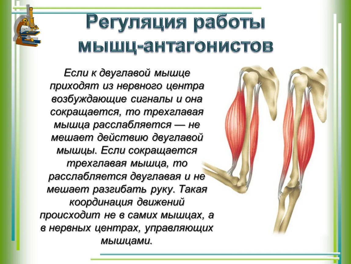 Агонисты антагонисты синергисты. Мышцы агонисты и синергисты. Мышцы антагонисты. Работа мышц.