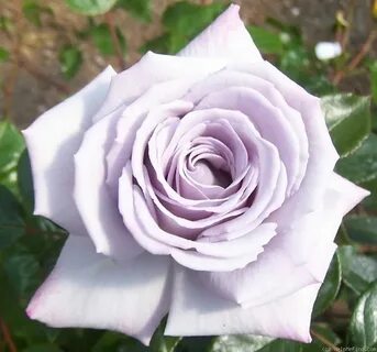 Silver rose