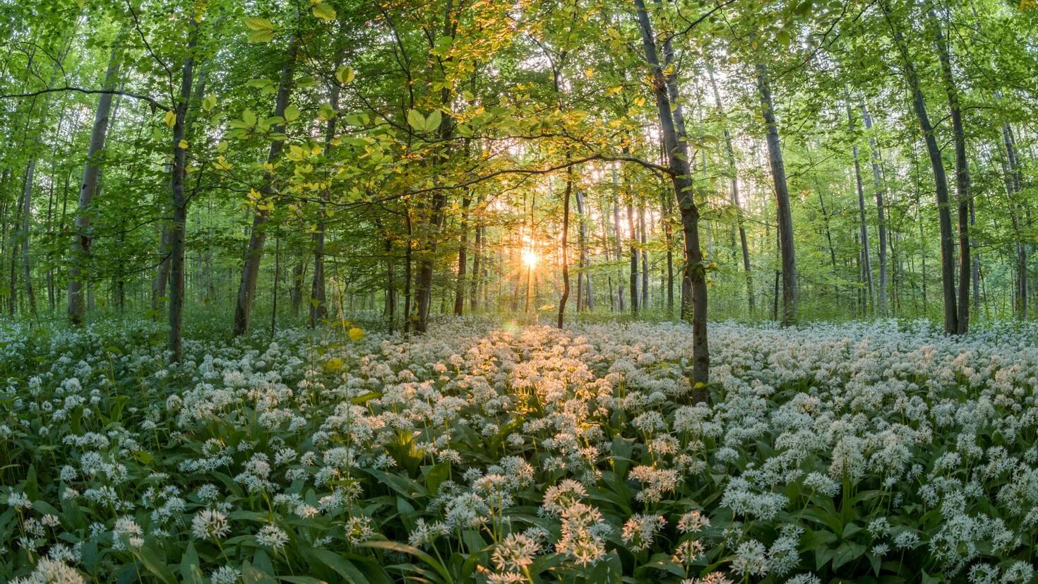 Лес весной. Цветы в лесу. Природа Полянка.