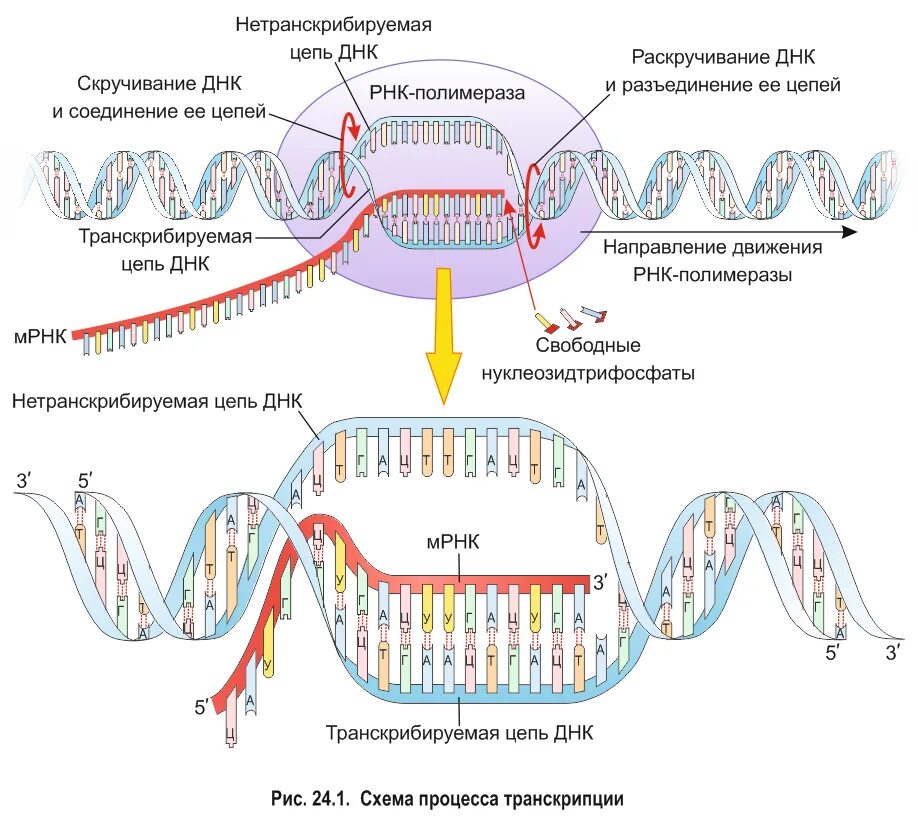 Матричная днк начинается. Транскрипция РНК. Транскрипция РНК полимераза. Процесс транскрипции происходит. Созревание ИРНК.