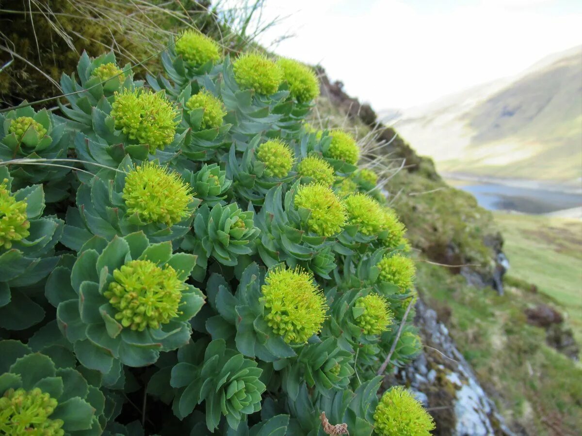 Родиола розовая лечебные свойства и противопоказания цена. Родиола розовая Rhodiola rosea. Родиола Сахалинская Rhodiola sachalinensis. Родиола Арктическая. Родиола розовая Байкал.