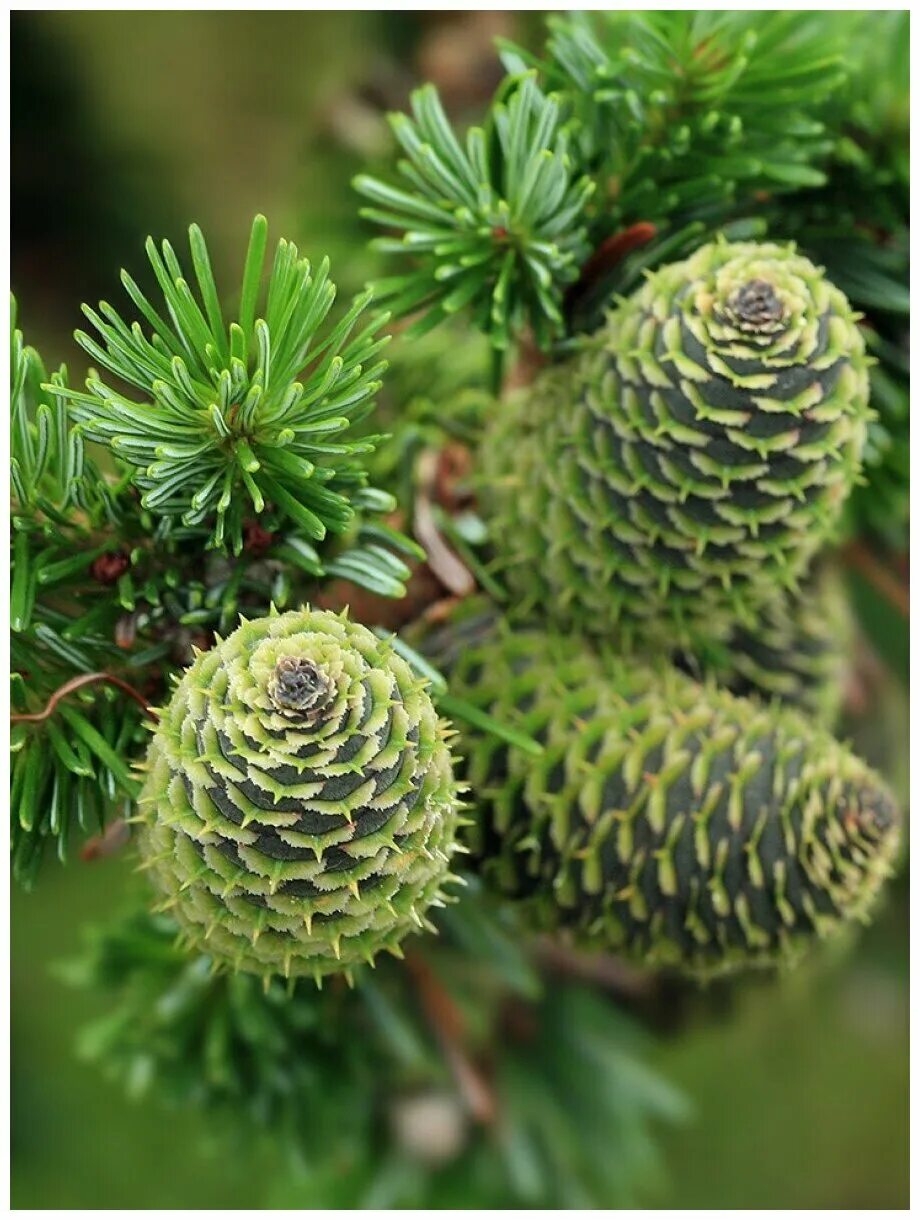 пихта сибирская вечнозеленое дерево. пихта обыкновенная. пихта кореана. пихта сибирская abies sibirica. пихта сибирская (ábies sibírica).