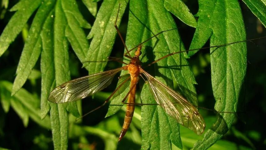 максим горький карамора персонажи. двукрылые долгоножки. малярийный комар и долгоножка отличия. комар гигант - долгоножка. карамора краткое содержание.