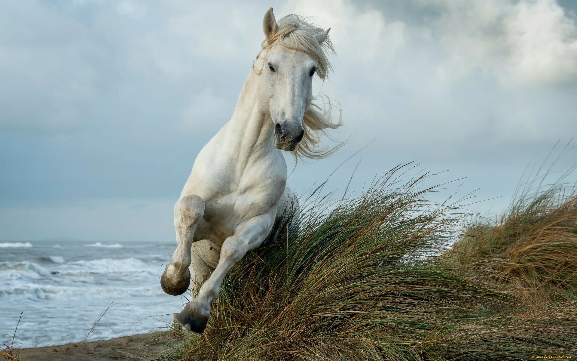 Белый конь. Красивые лошади. Лошадь скачет. Лошадь бежит.