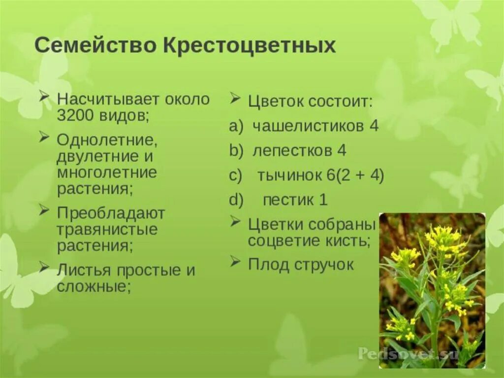 Семейство крестоцветных растений таблица. Семействокристоцветны. Крестоцветные общая характеристика. Представители форма крестоцветных.