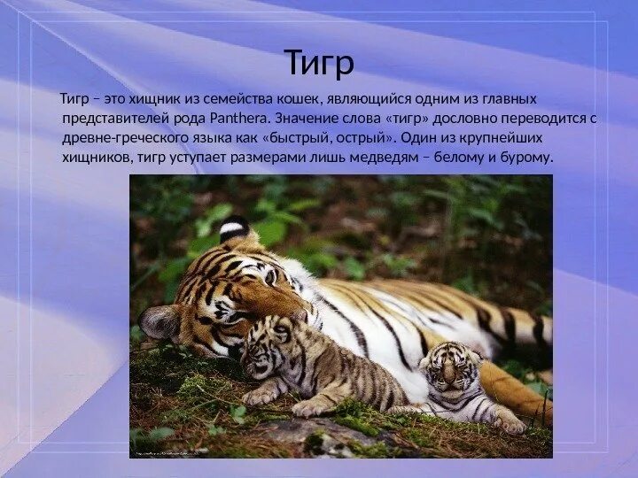 Тигр текст. Текст про тигра. Хищные животные это определение. Слова про тигра.
