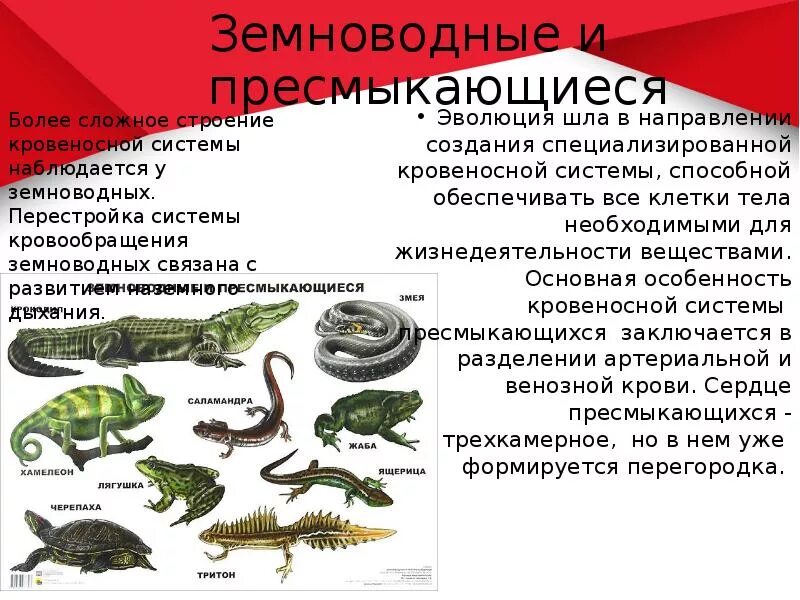 Пресмыкающиеся унаследовали от земноводных. Земноводных и пресмыкающихся. земноводные и пресмыкающиеся отличия. пресмыкающиеся земноводные рептилии разница. рептилия и амфибия различия.