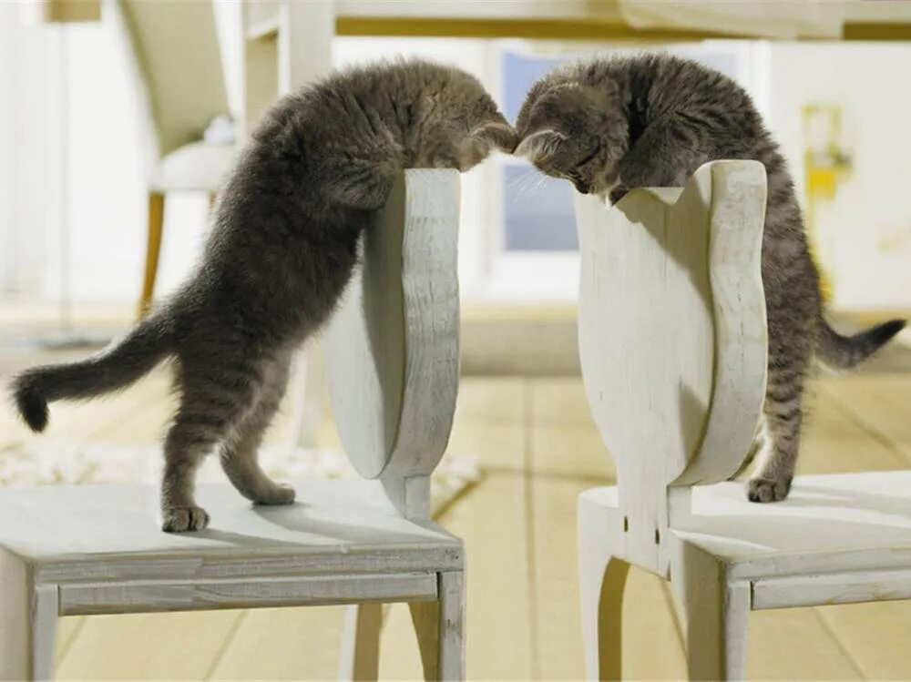 Песни котики озорные хвостики. Озорные коты. шкодливый кот. озорной котенок. смешные котята озорные.