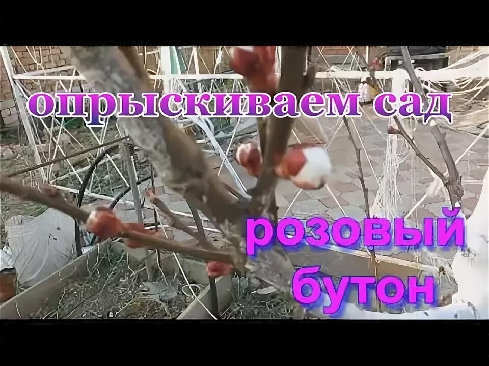 Обработка по розовому бутону. Обработка плодовых деревьев по розовому бутону. Опрыскивание плодовых деревьев весной по розовому бутону. Фаза розовый бутон у яблони. Опрыскивание фаза розовый бутон.