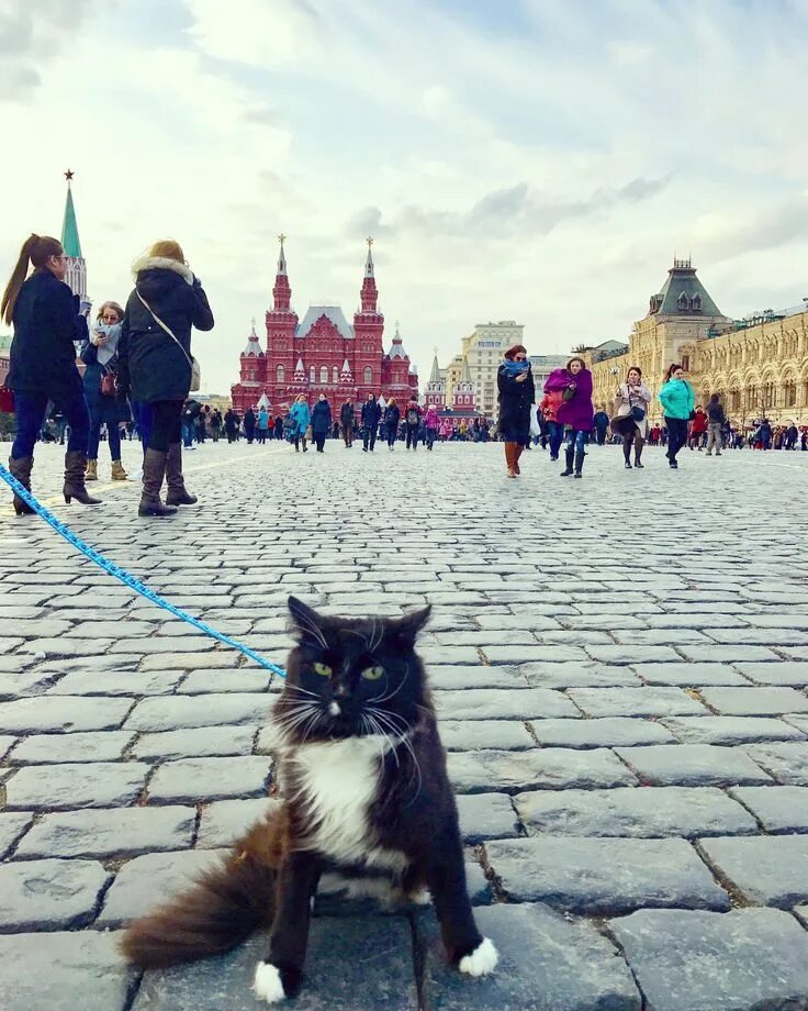 Хочешь увидеть москву. Кот в Москве. Котик на красной площади. Китик на красной площади. Животные на красной площади.