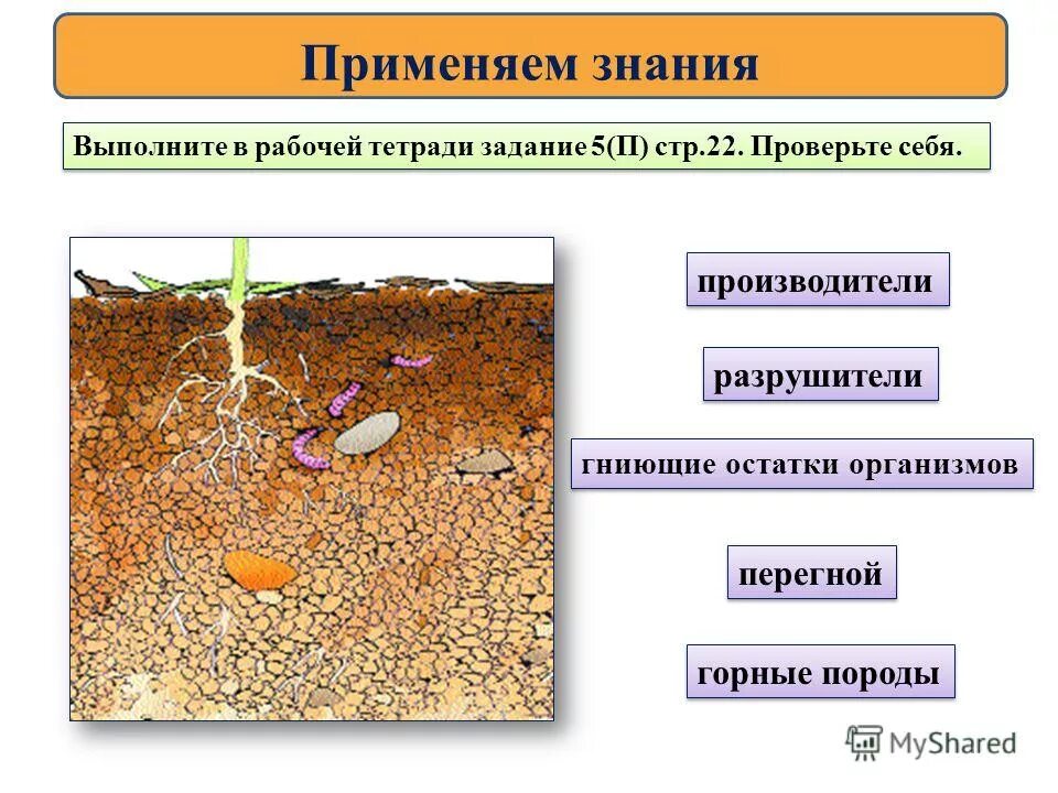 Какой тип развития характерен для короеда