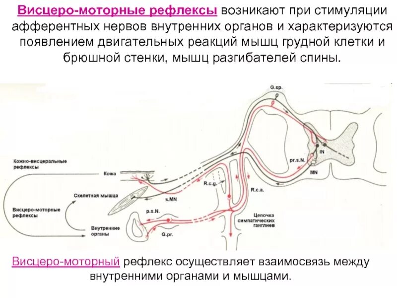 Моторно-висцеральные рефлексы пример. Висцеро висцеральный рефлекс схема. Схема моторно-висцеральных рефлексов. Моторно-висцеральный рефлекс возникает при.