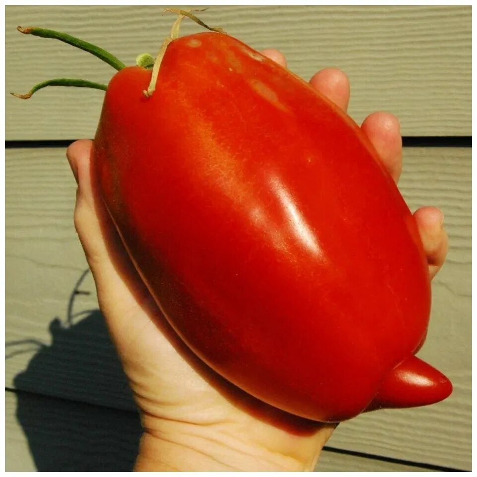 Томат удлиненный. Томат Перцевидный гигант. Томат Перцевидный красный. Семена томатов Перцевидный гигант. Сорт томата Перцевидный гигант.