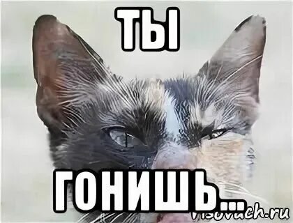 Да ты чё картинка. Волк братишка. Не гоняйте. Я говорю ты гонишь. Мемы серьезный человек.