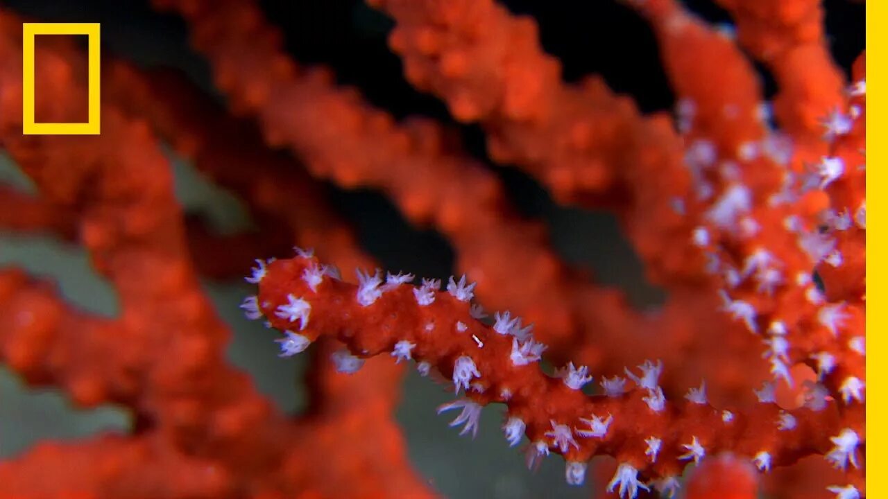 Red coral. Алый сардинистый коралл. Австролофилия коралл. Лептострея коралл. Лобофитон коралл.