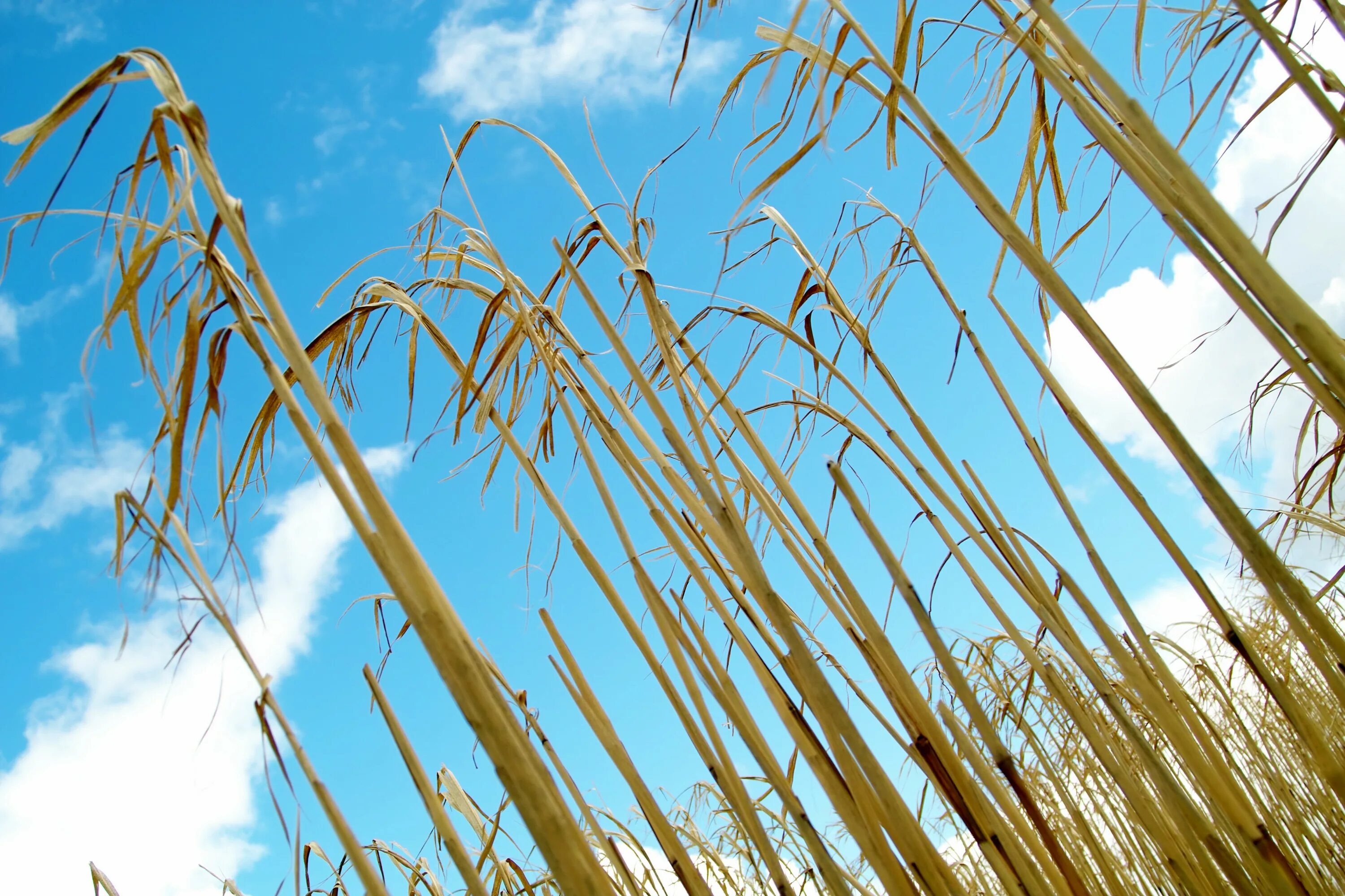 Стебель с колосом 4 буквы. Пшеница. Anthoxanthum odoratum. Стебель с колосом 4 буквы. Пахучеколосник душистый.