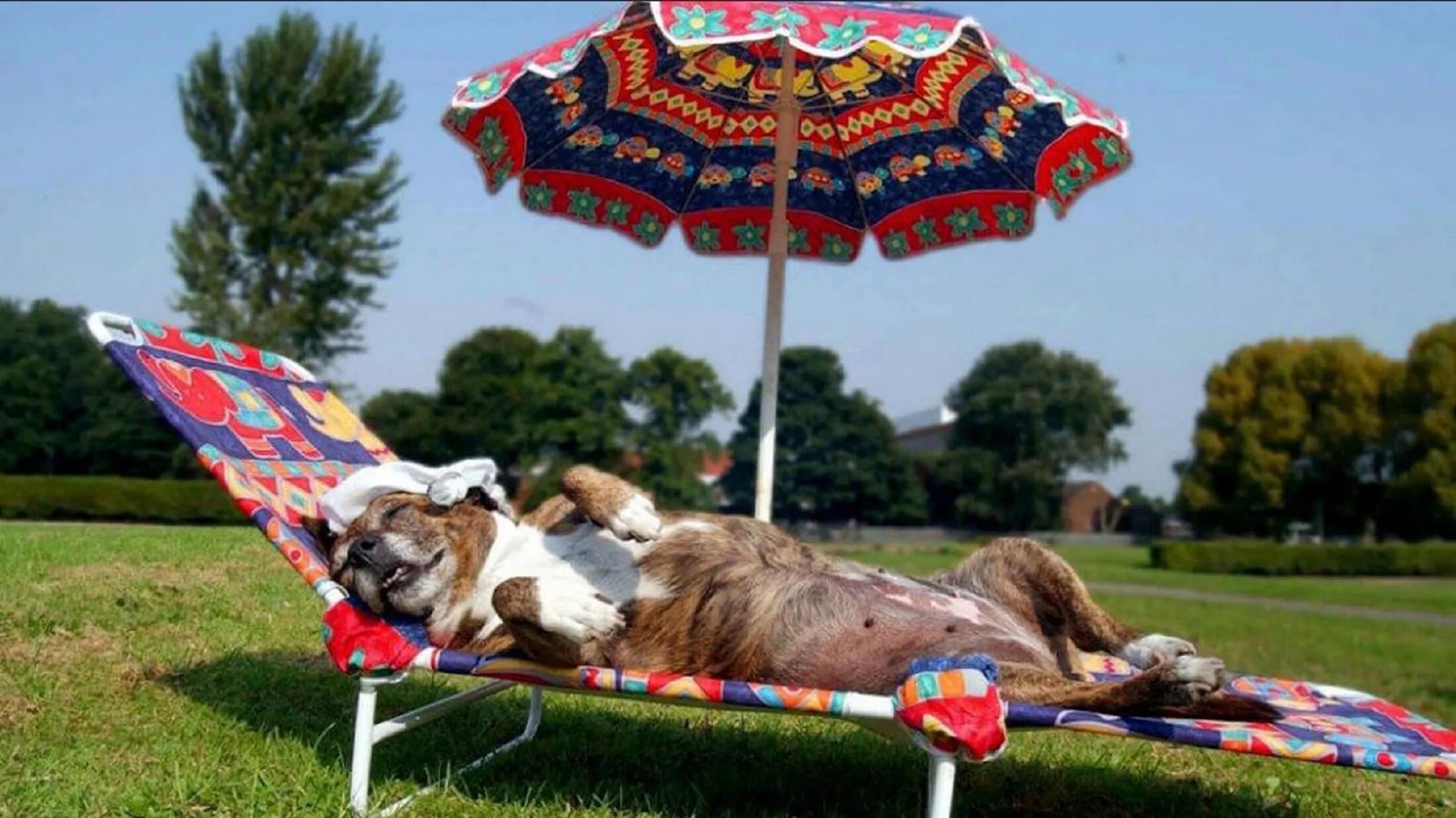 Собака идет. Жара животные. Ухаживание за лошадьми. Солнечные удары у каких животных. Собака спасается от жары.