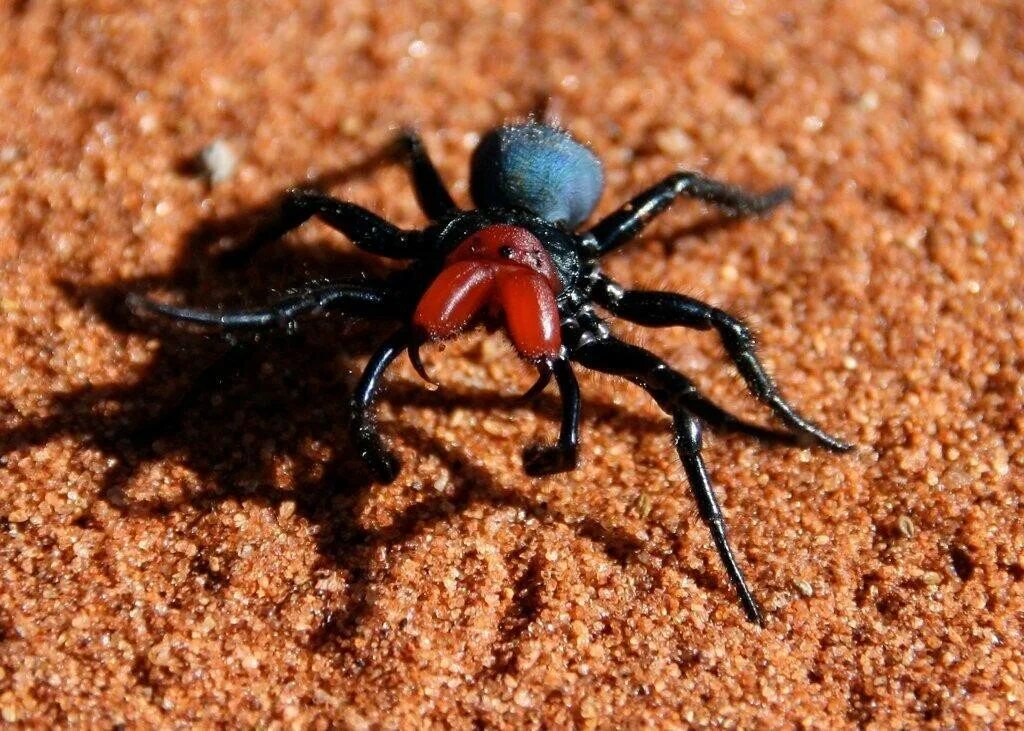 Паук мышь. Мышиный паук missulena. missulena occatoria. missulena tussulena. мышиный паук (mouse spider, missulena).