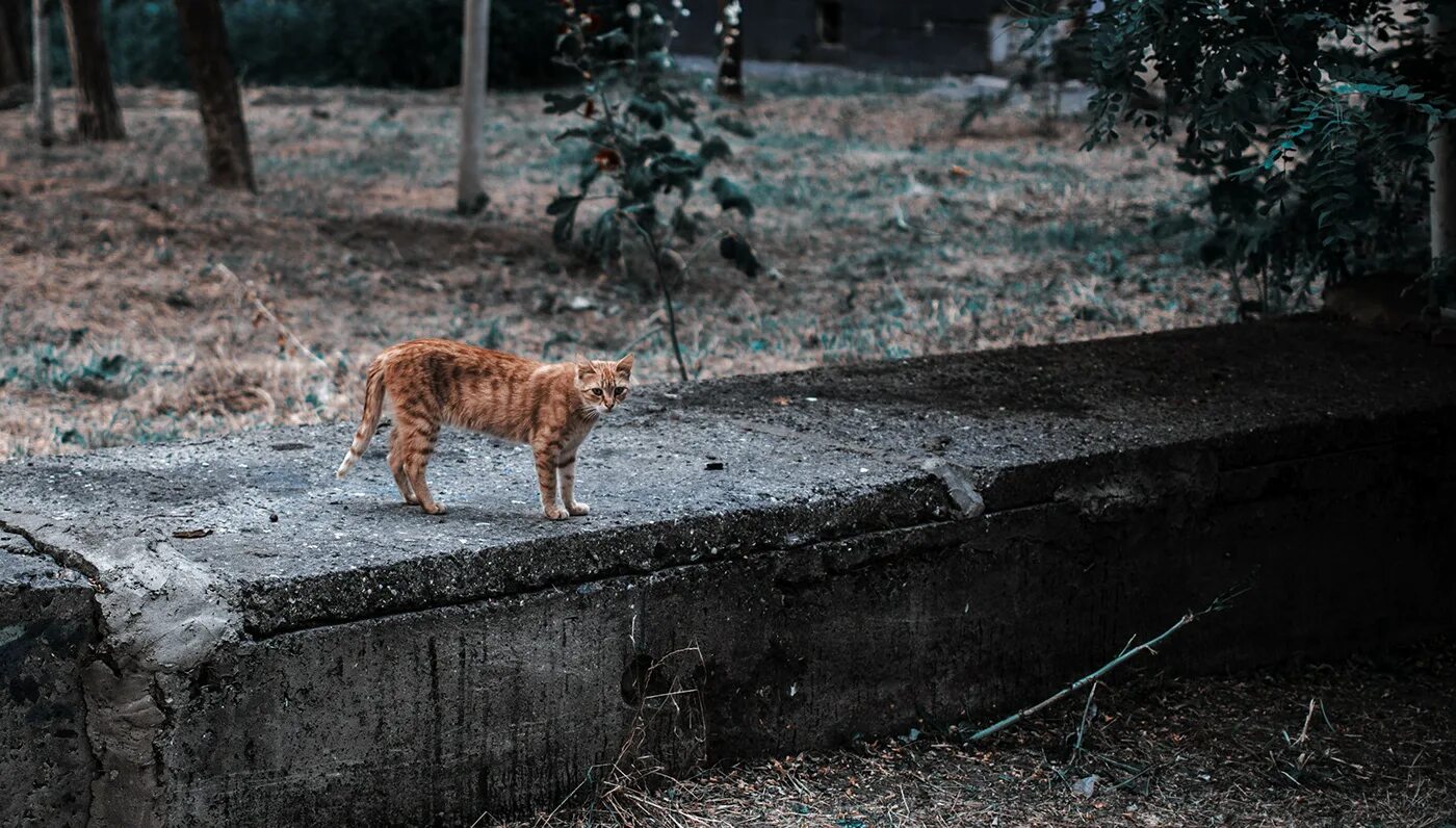 Подобрала кошку улицы. Брошенные кошки. Брошенные котята на улице. Бездомные коты.