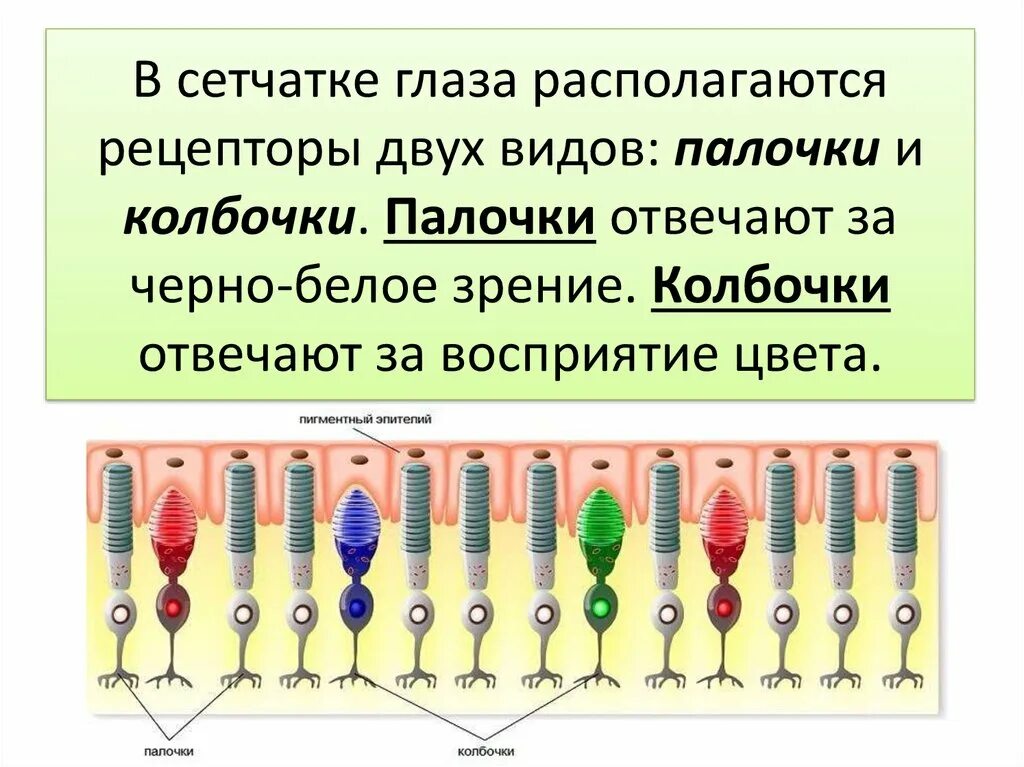 Палочки и колбочки функции. Колбочки и палочки глаза функции. Рецепторы палочки и колбочки. Фоторецепторы палочки и колбочки. Колбочки сетчатки находятся