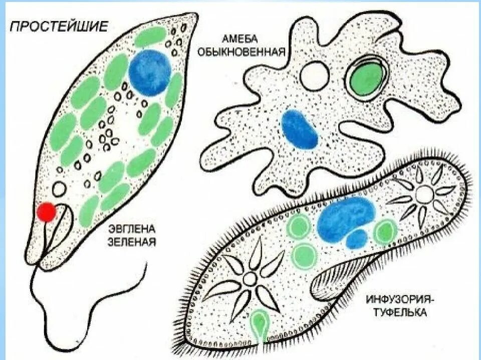 Одноклеточные организмы инфузория туфелька. Строение инфузории эвглены зеленой. Амебы, инфузории и Бодо;. Строение амебы и инфузории туфельки.