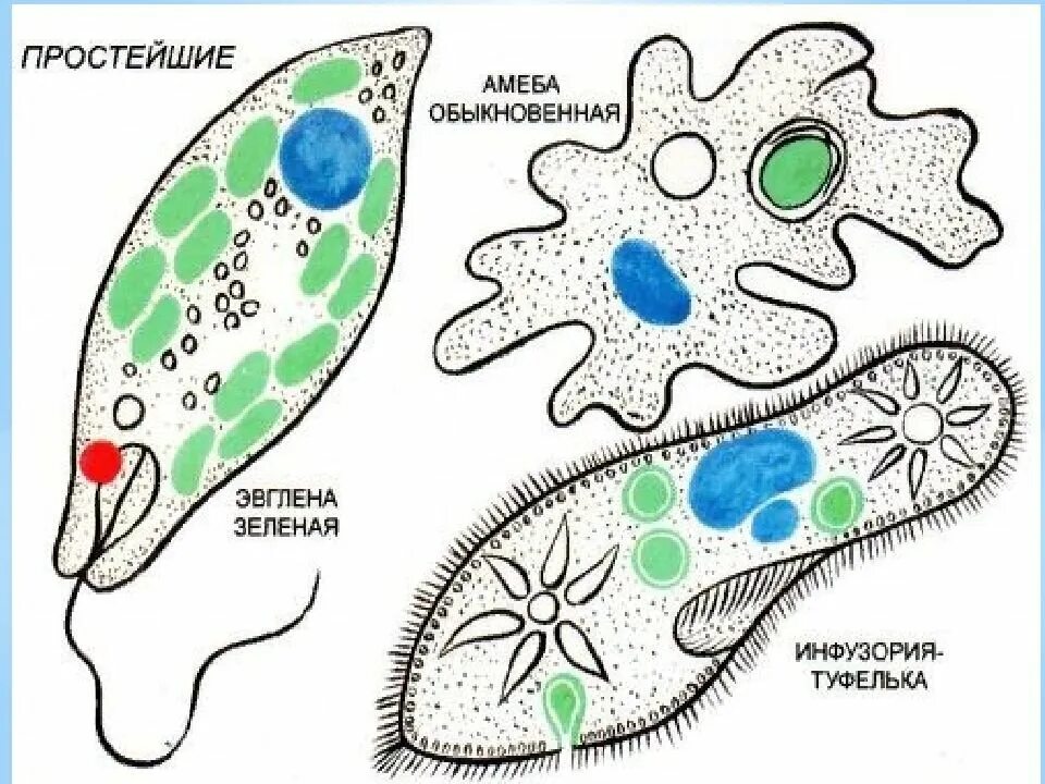 3 простейших моделей. Строение инфузории эвглены зеленой. Амебы, инфузории и Бодо;. Эвглена и инфузория. Строение амебы и инфузории туфельки.
