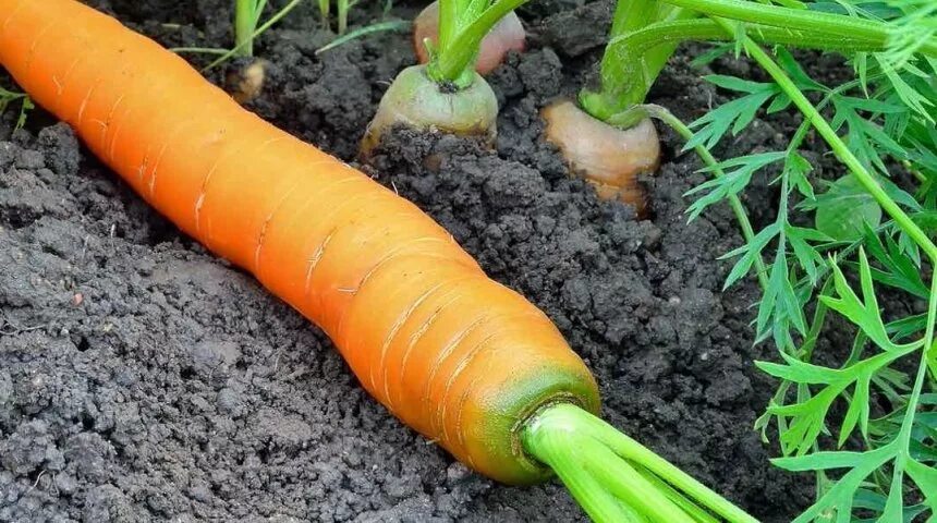 Можно ли сажать морковку. Растрескивание корнеплод моркови. Морковь на грядке. Зеленая морковь. Морковь в огороде.