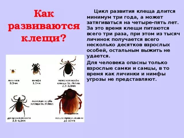 Цикл развития клещей стадии. Цикл развития иксодового клеща. Стадии развития иксодового клеща. Презентация на тему клещи.