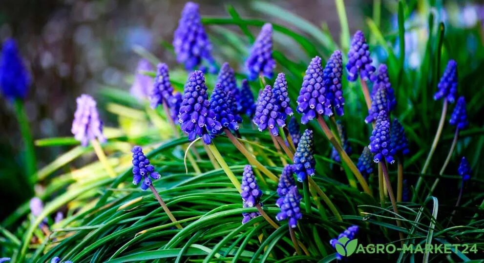 Мускари Muscari Armeniacum 15 шт. - Florasad