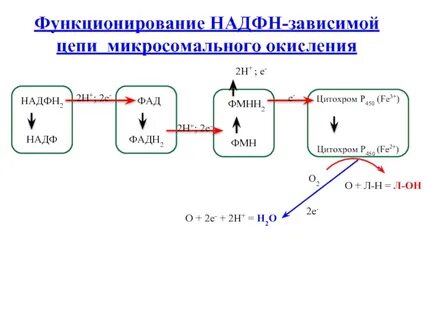 Где происходит окисление