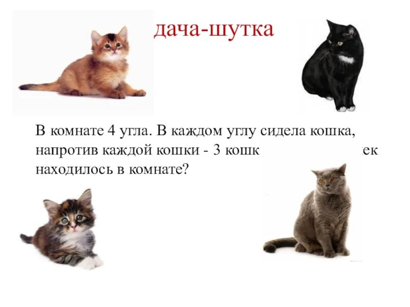 Напротив каждой кошки по три кошки. Задачки про кошек. Задачи с котами. Математические задачки с кошками. Логические задачи с кошками.