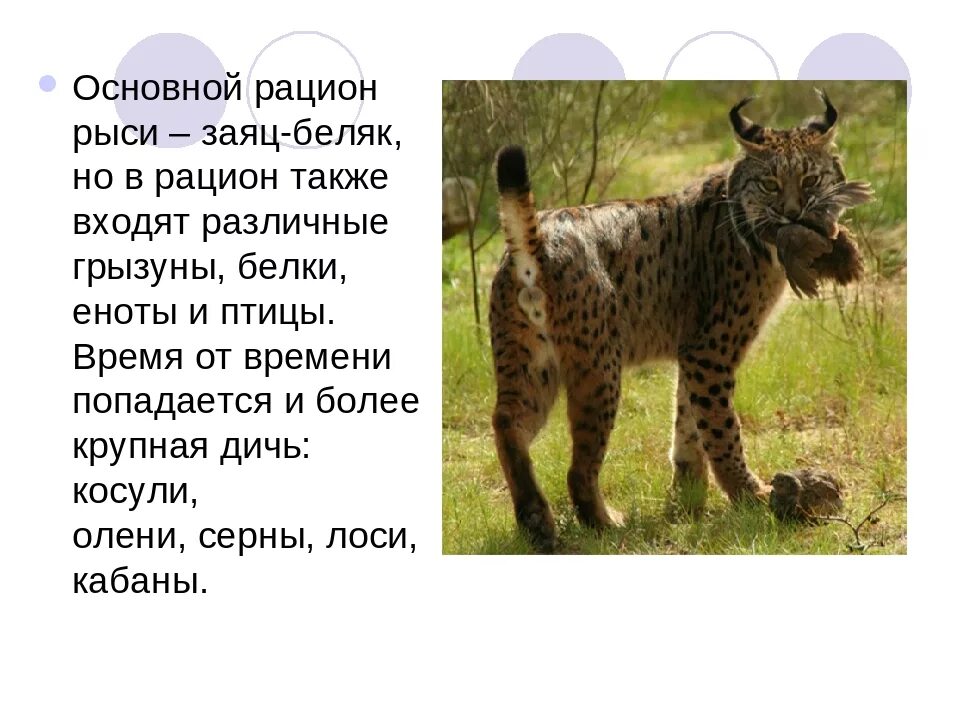 Проект рысь 4 класс окружающий мир Рысь 1 класс
