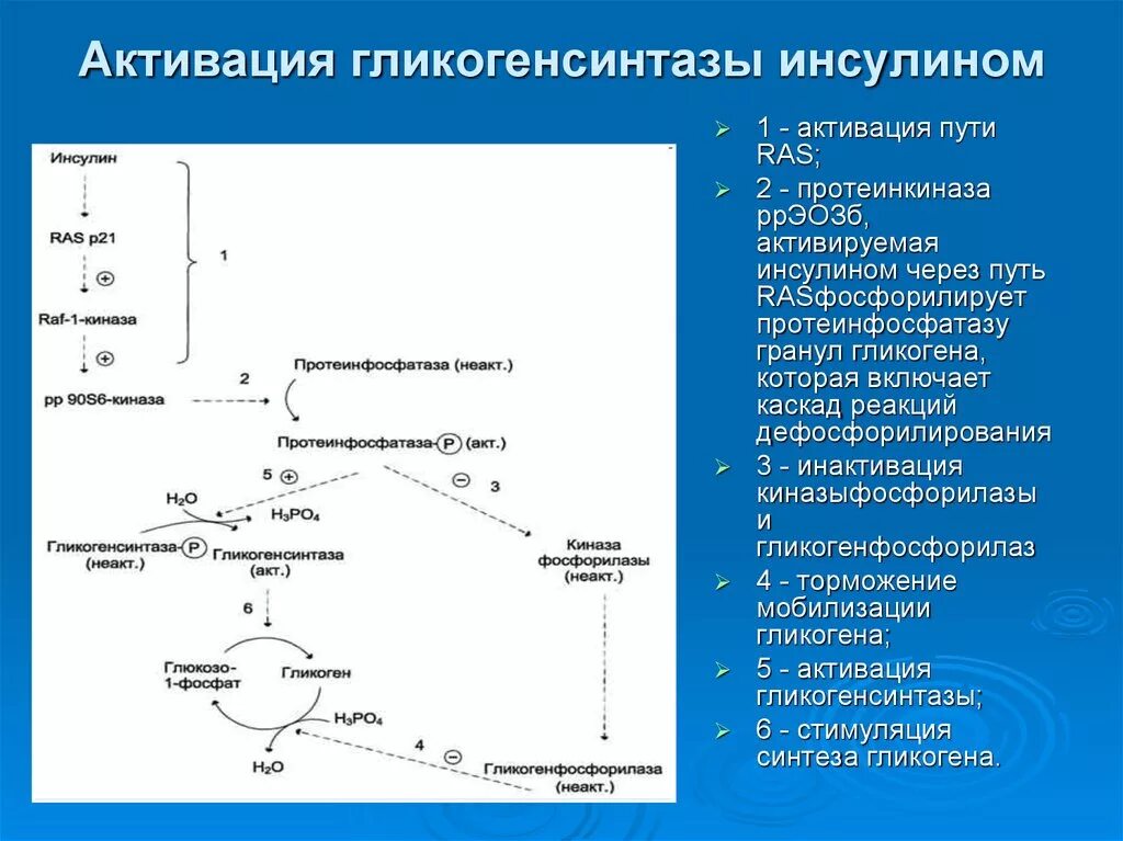 Синтез инсулина последовательность. Инсулин гликогенсинтаза механизм. Влияние инсулина на Синтез гликогена. Влияние инсулина на Синтез гликогенсинтетазы. Регуляция синтеза гликогена инсулином схема.