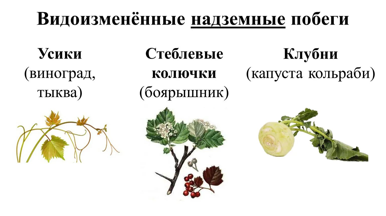 Видоизмененные побеги надземные колючка. Видоизменённые побеги надземеые. Видоизмененные надземные побеги побеги. Колючки видоизмененные побеги примеры. Усик гороха и усик земляники