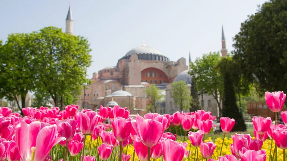 Фестиваль тюльпанов в Стамбуле. Фестиваль тюльпанов в Стамбуле 2024. Фестиваль тюльпанов в Стамбуле 2023. Стамбул весной
