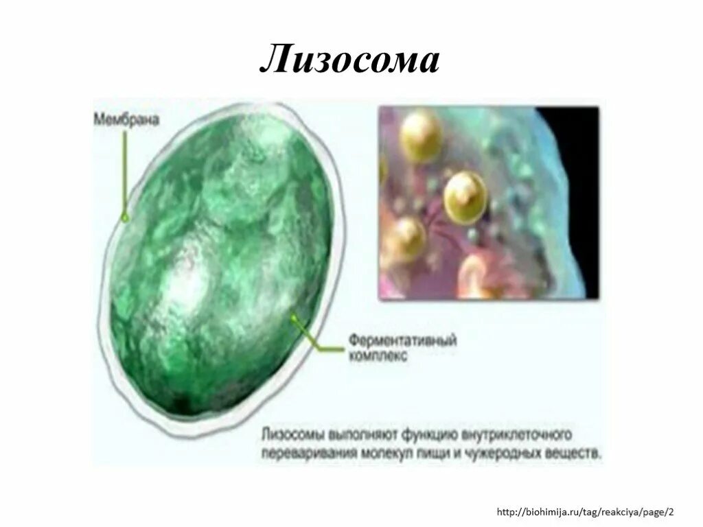 Лизосомы эукариотической клетки. Строение структура лизосомы. Лизосомы в микроскопе. Лизосомы под микроскопом. Что такое лизосома