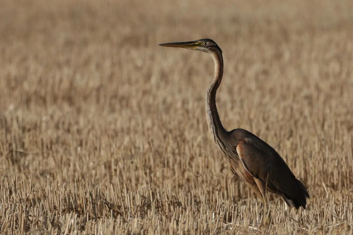 Цапля в поле. Рыжая цапля (ardea purpurea). коричневая цапля. птица похожая на цаплю. серая птица похожая на цаплю.