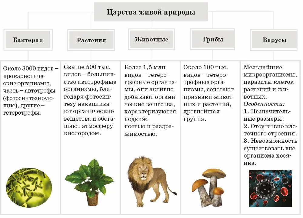 Сколько на земле царства живой природы. Царство животных царство растений царство грибов царство бактерий. Царства живой природы 6 класс биология. Биология царства живой природы таблица. Царства живой природы 5 класс биология.