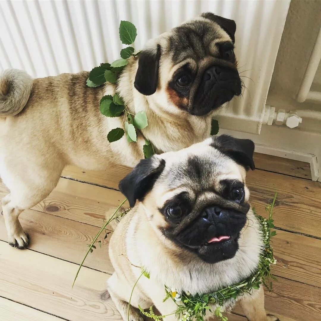 Pug собака