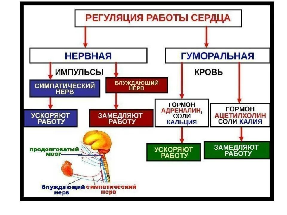 Гуморальная регуляция работы сердца осуществляется. Гуморальная регуляция сердечной системы. Схема «нейрогуморальная регуляция сердечной деятельности». Схема регуляции сосудистой системы: нервная и гуморальная. Регуляция работы сердца схема.