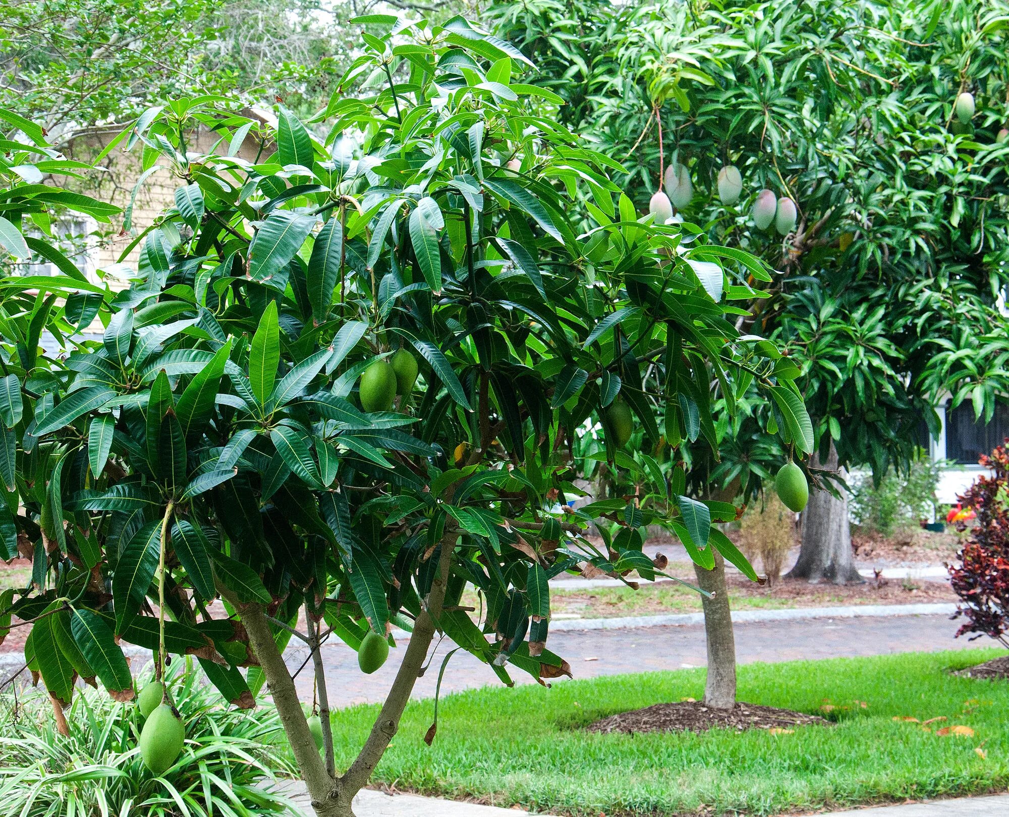 Манго дерево цветет. Манго растение. Манго дерево в дикой природе. Манго индийское растение. Манговое дерево с манго.