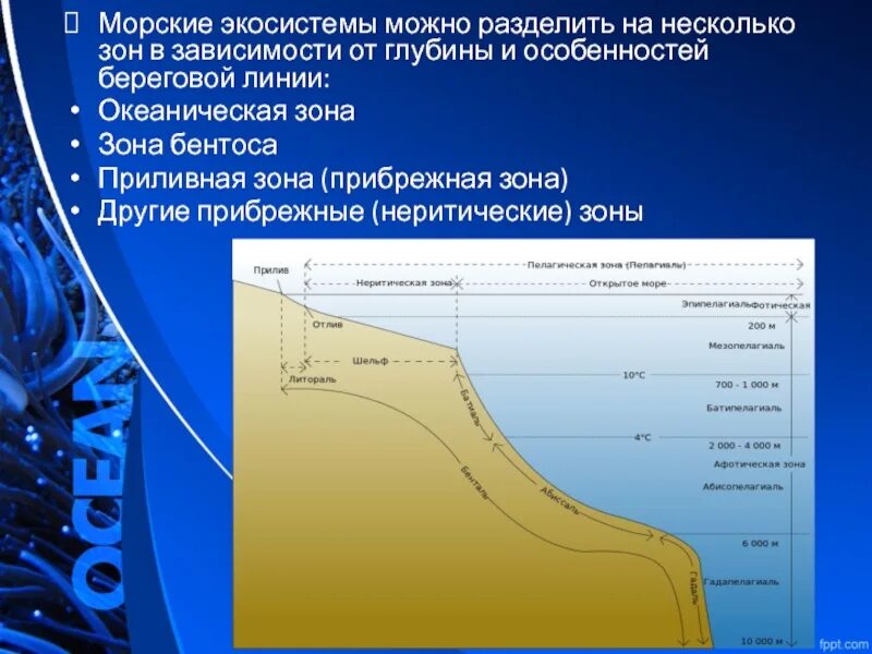 Характеристика береговой линии. Зоны морской экосистемы. зоны пелагиали. морские экосистемы характеристика. пелагиаль океана.