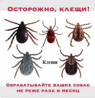 Какие есть клещи названия